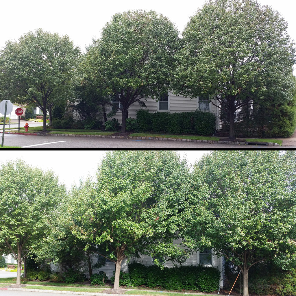 Pruning and shaping Bradford Pear trees. Before and after. Green Rose
