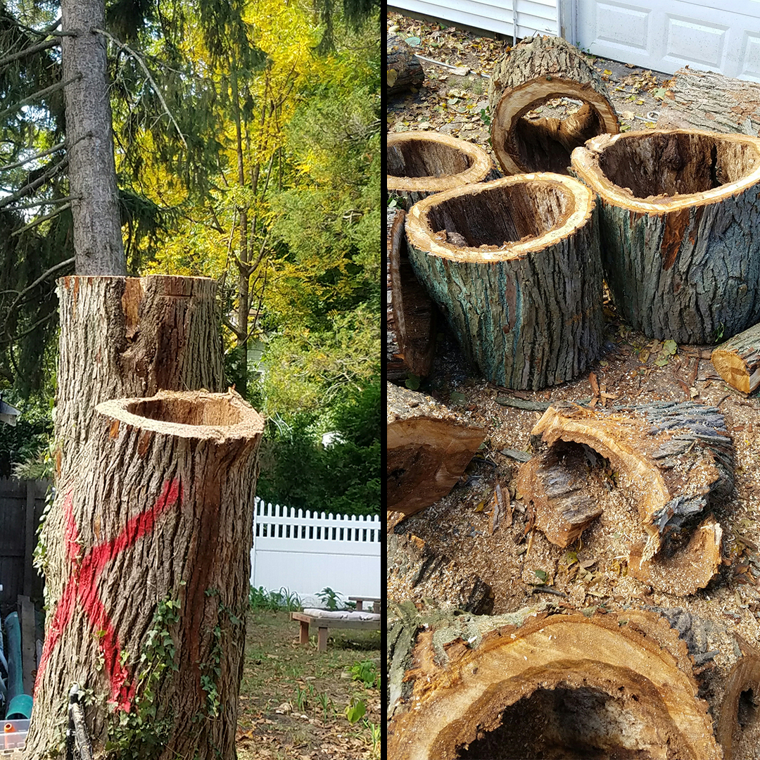 Hazardous Tree Removal Green Rose Tree Inc